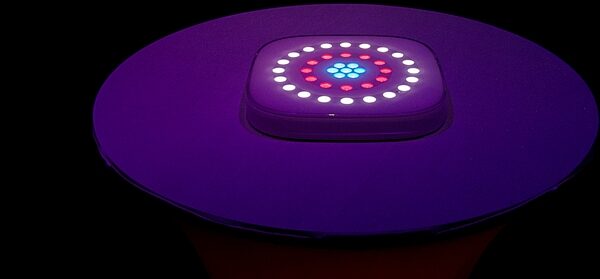 Chauvet DJ Freedom Centerpiece Lighting Package, In Use
